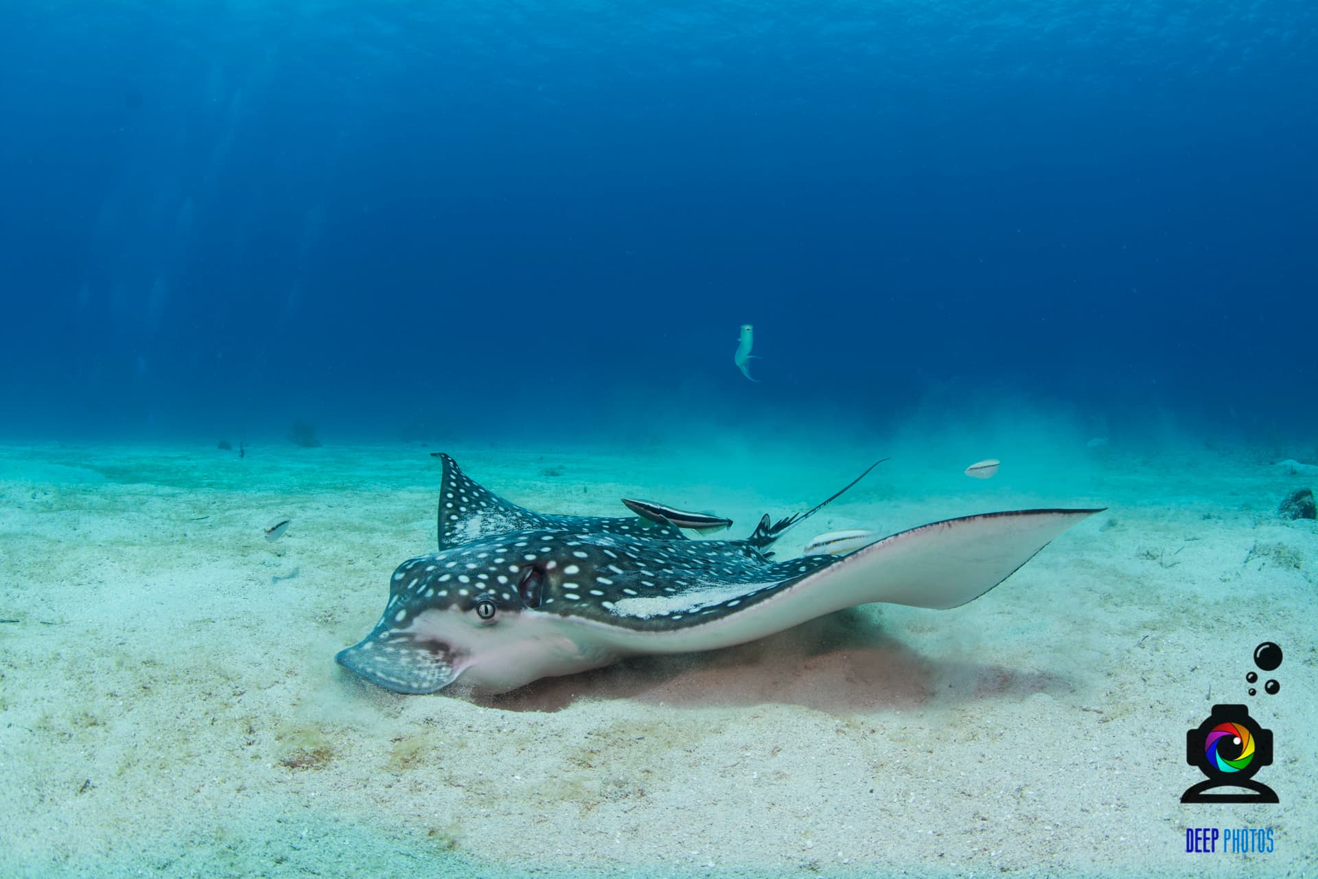 Majestic Spotted Eagle Ray gliding through the reef