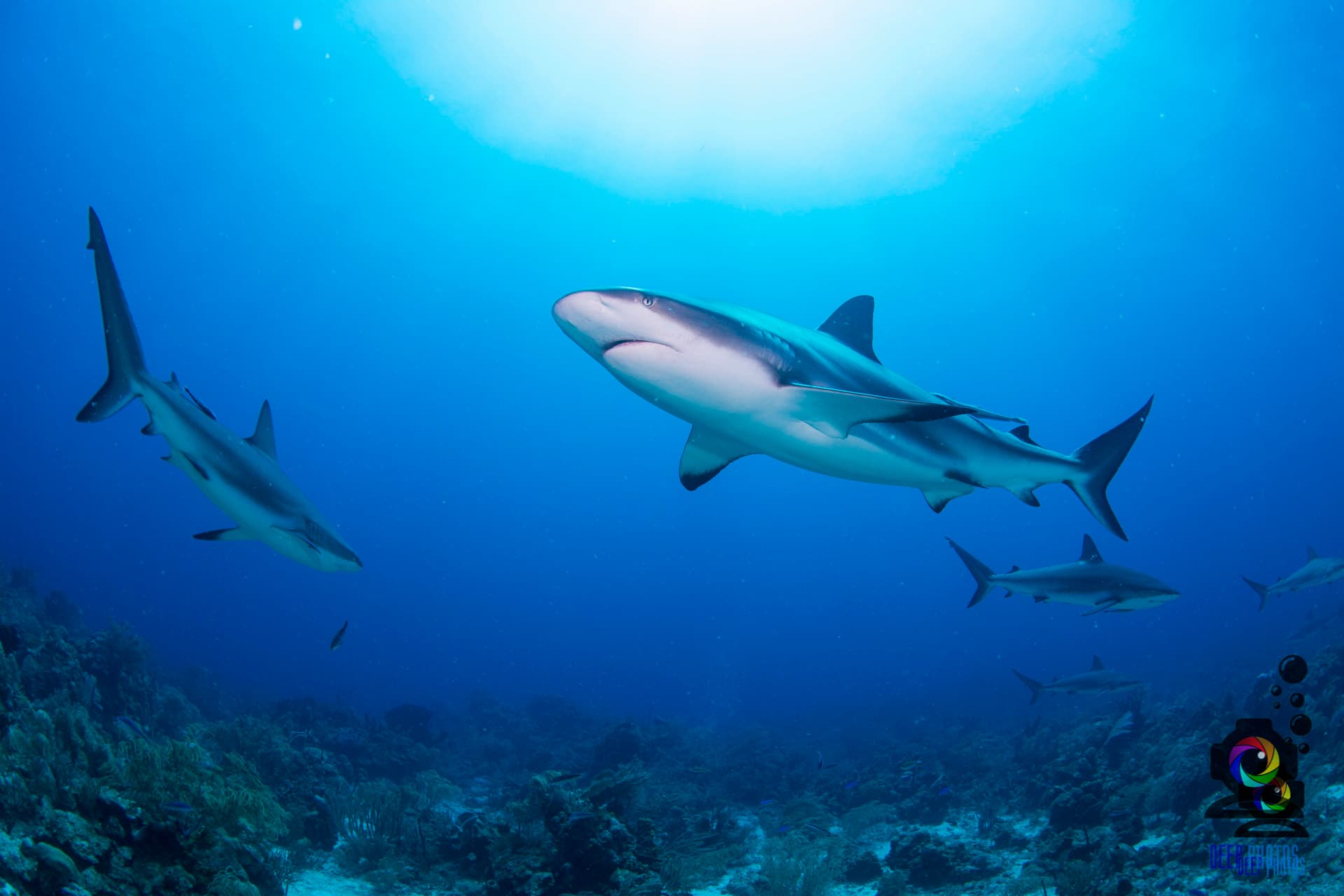 Blue Moon Scuba Dive Center - 5