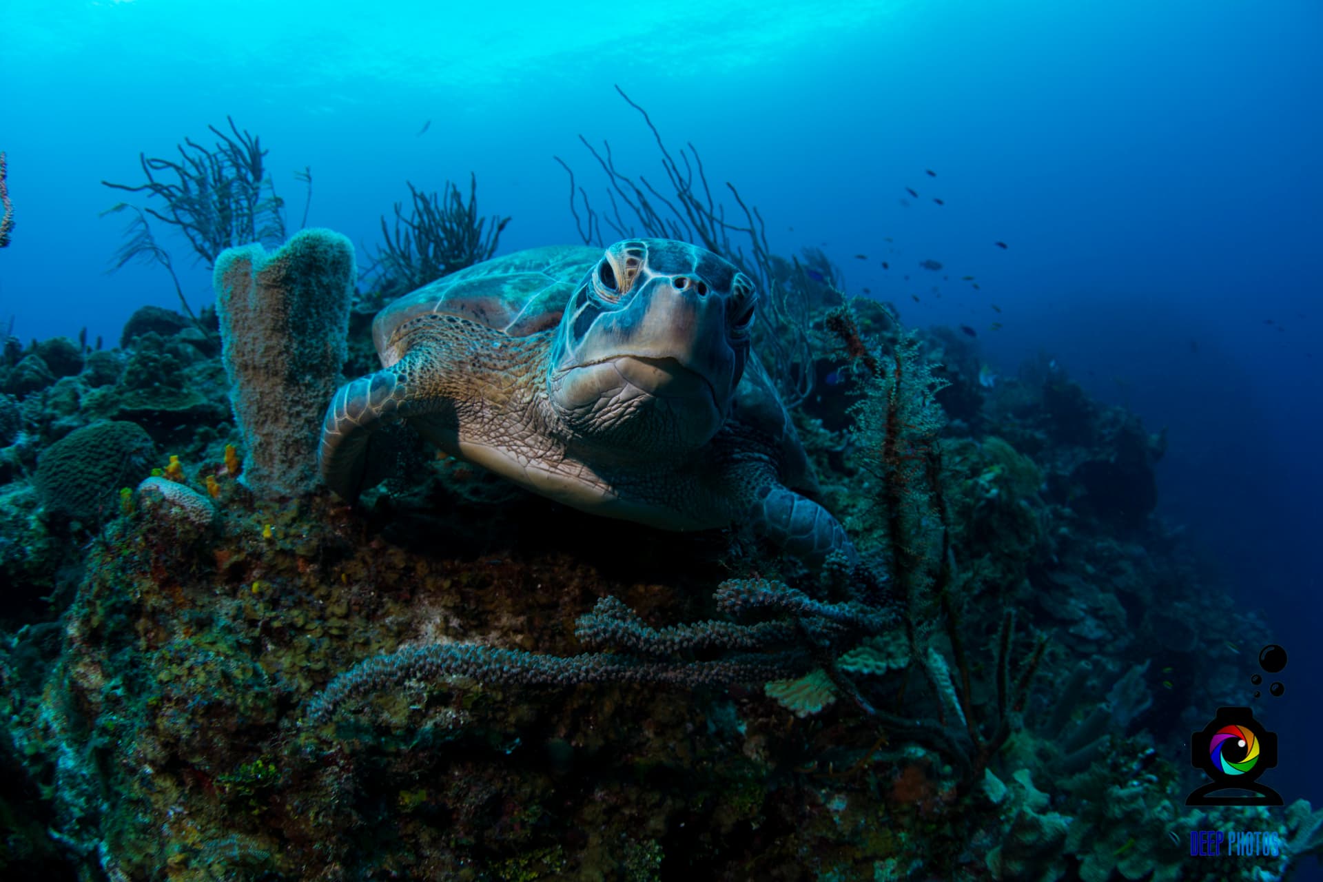 Green Sea Turtle encounter while snorkeling