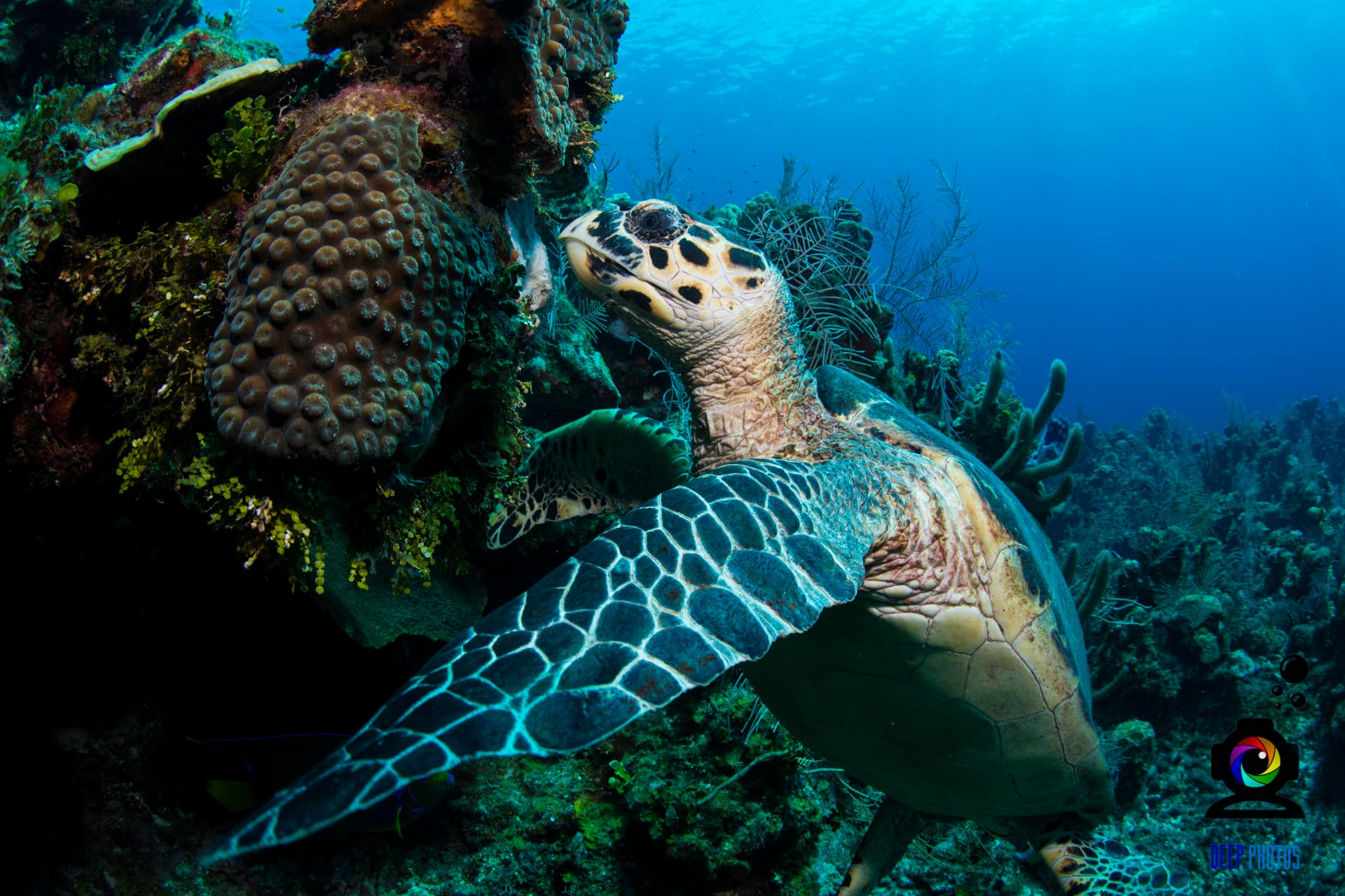 Sea Turtle swimming in crystal clear waters - Roatan snorkeling