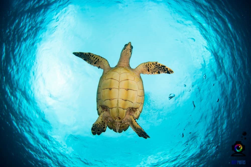 Aventure plongée en apnée